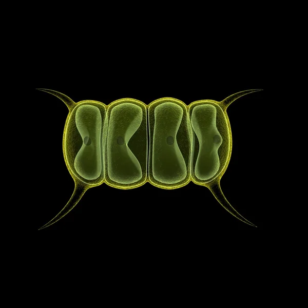 Ilustración de scenedesmus en la oscuridad —  Fotos de Stock