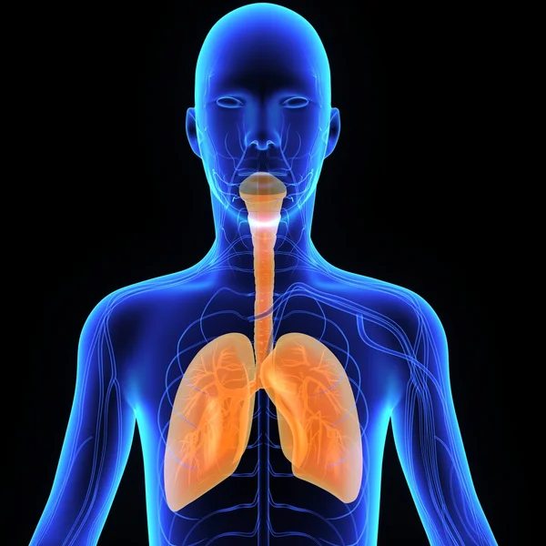 Ανθρώπινους πνεύμονες, ανθρώπινη ανατομία — Φωτογραφία Αρχείου