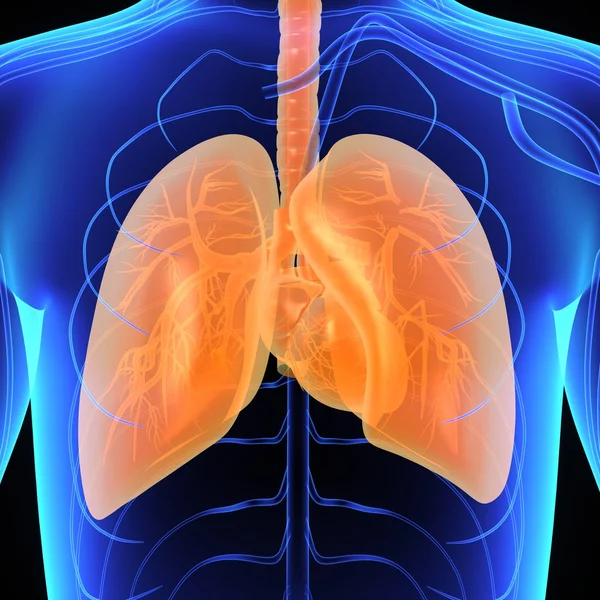 Människans lungor och hjärta — Stockfoto