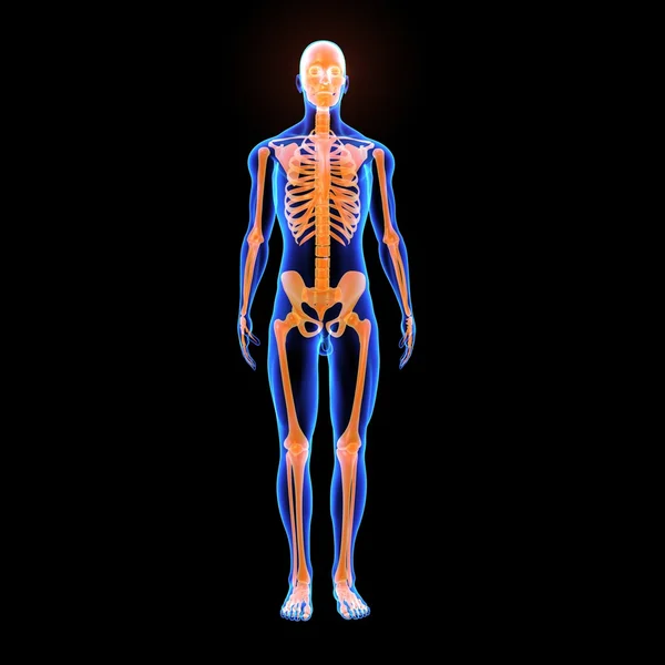 Esqueleto humano, anatomia humana — Fotografia de Stock