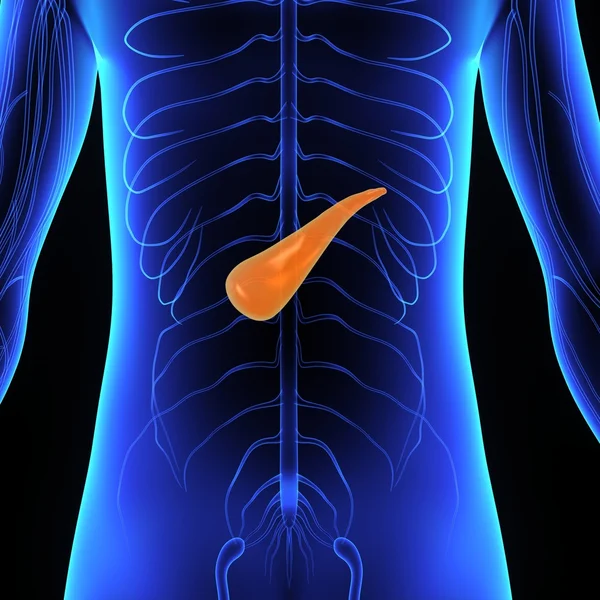 Pancreas, anatomia umana — Foto Stock