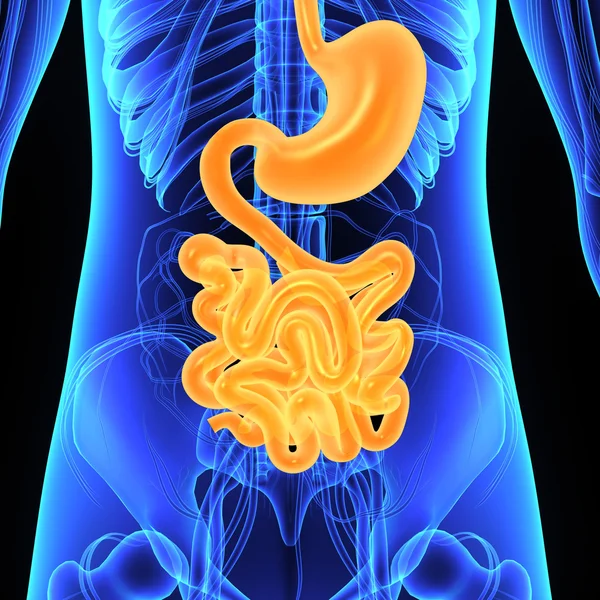 Sistema digestivo, anatomía humana — Foto de Stock