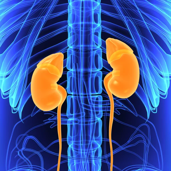 Nieren, menselijke anatomie — Stockfoto