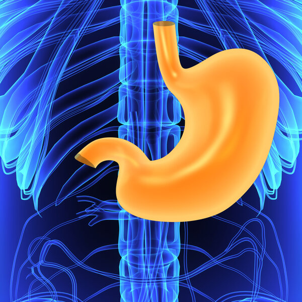 Stomach, human anatomy