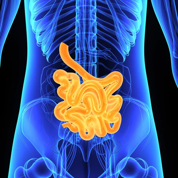 Intestinal Stock Photos, Royalty Free Intestinal Images | Depositphotos®