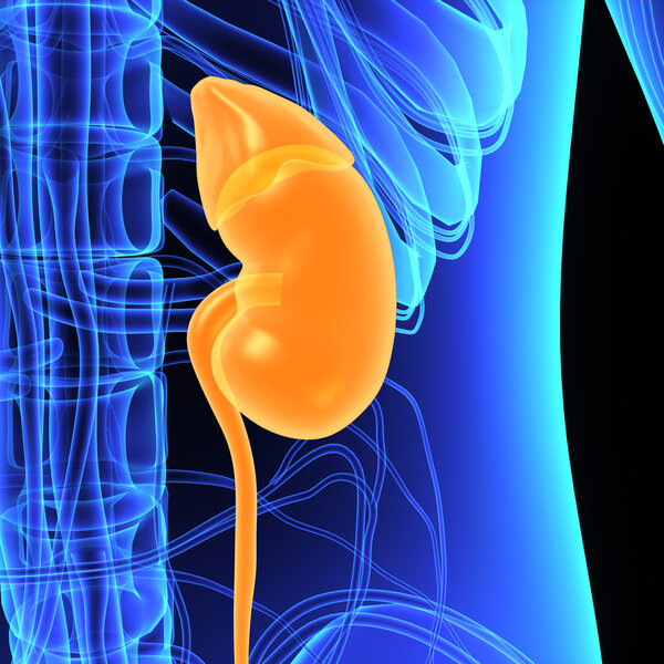 Анатомия почек человека
