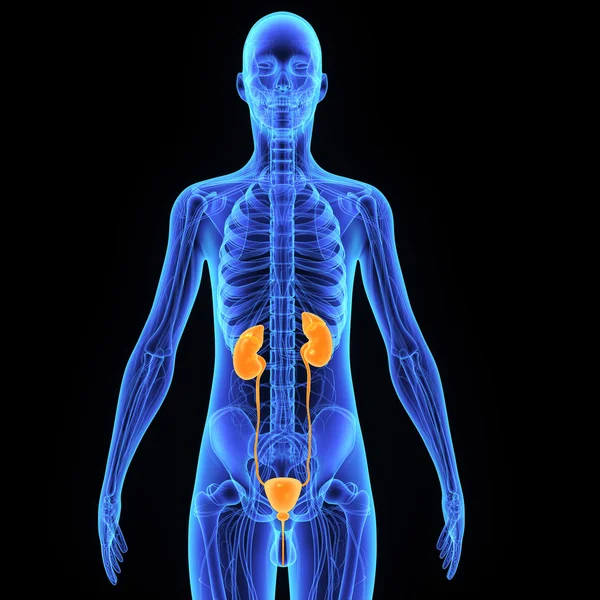 Human Kidneys anatomy — Stock Photo, Image