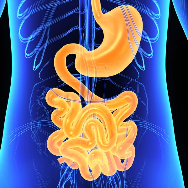 Anatomia do sistema digestivo — Fotografia de Stock