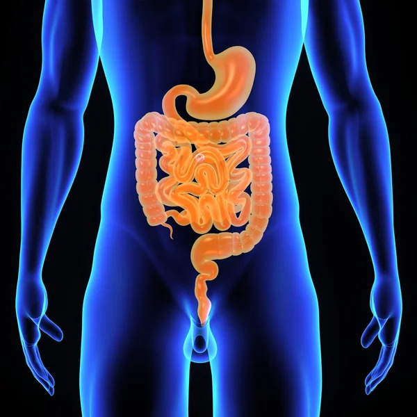 Anatomía del sistema digestivo — Foto de Stock