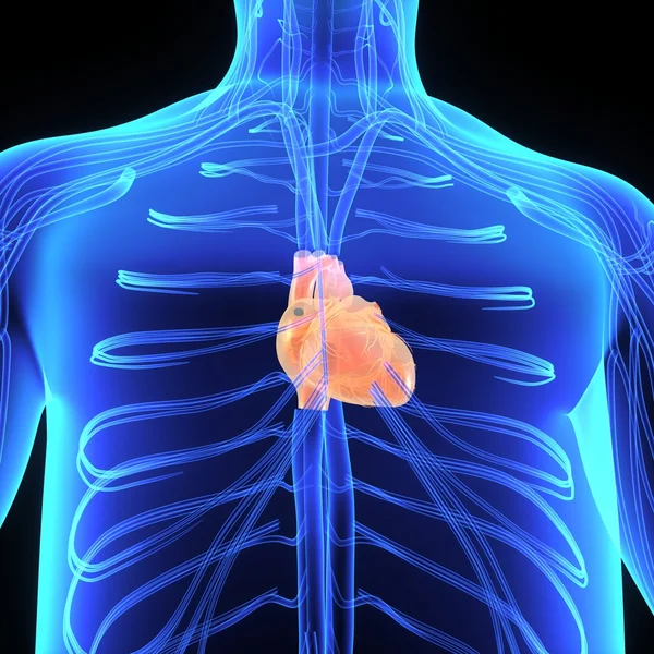 Human heart anatomy — Stock Photo, Image