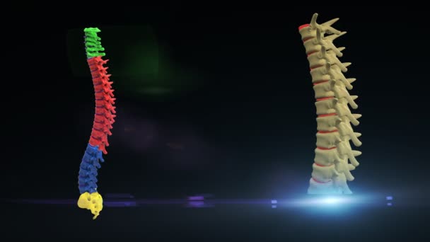 胸部脊椎解剖学3Dイラスト — ストック動画