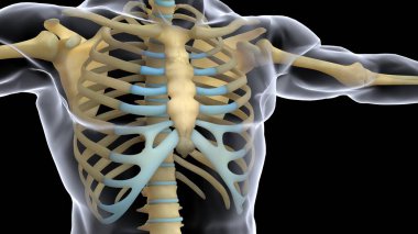 İnsan organı anatomisi 3D illüstrasyon
