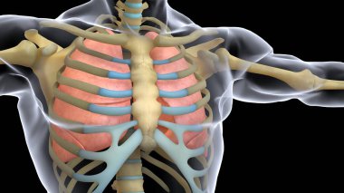 İnsan organı anatomisi 3D illüstrasyon