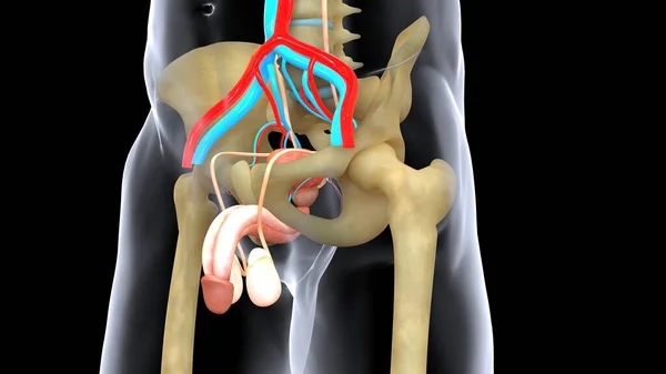 Sistema Órganos Humanos Anatomía Ilustración —  Fotos de Stock