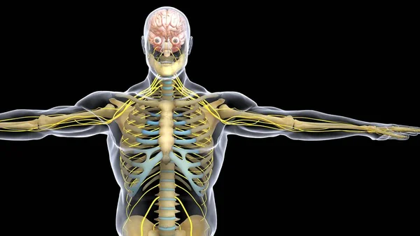 Nsan Organı Anatomisi Illüstrasyon — Stok fotoğraf