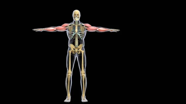 Anatomia Sistema Órgãos Humanos Ilustração — Fotografia de Stock