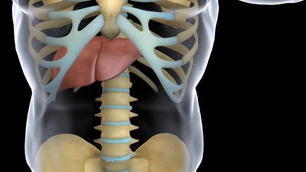 Anatomie Système Organes Humains Illustration — Photo