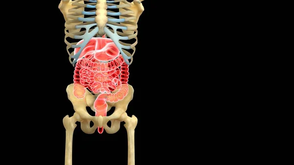 Anatomie Lidského Orgánového Systému Ilustrace — Stock fotografie