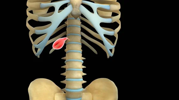 Anatomie Lidského Orgánového Systému Ilustrace — Stock fotografie