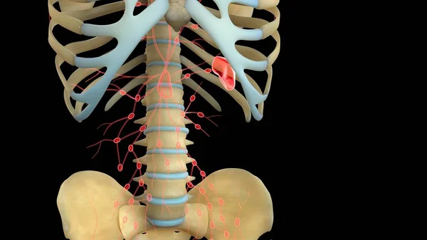 Anatomie Lidského Orgánového Systému Ilustrace — Stock fotografie