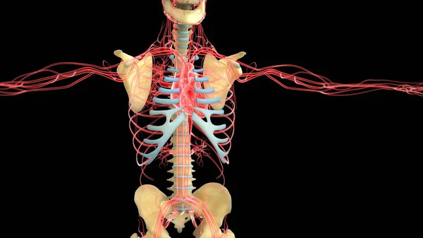 Анатомия Системы Органов Человека Иллюстрация — стоковое фото