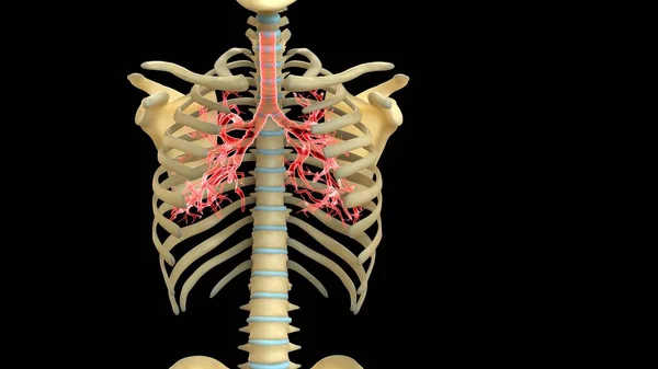 Anatomi Sistem Organ Manusia Ilustrasi — Stok Foto
