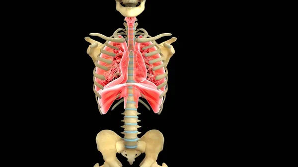 Nsan Organı Anatomisi Illüstrasyon — Stok fotoğraf