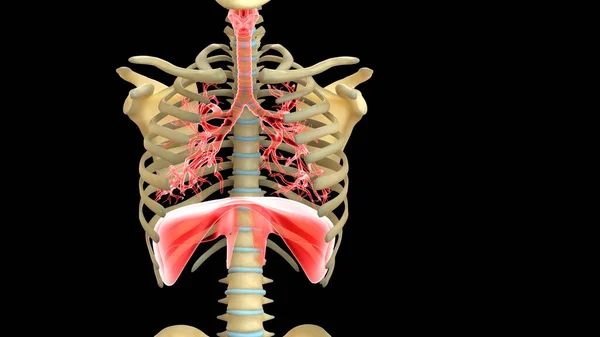 Sistema Órganos Humanos Anatomía Ilustración —  Fotos de Stock