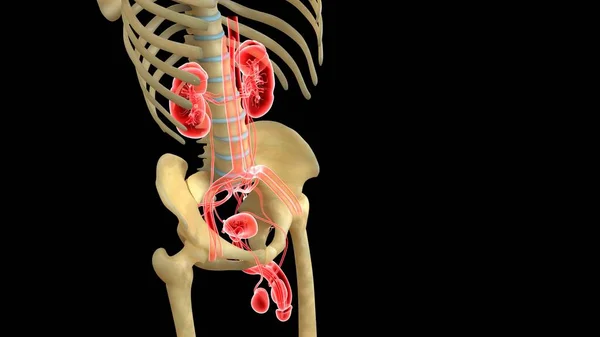 Anatomie Lidského Orgánového Systému Ilustrace — Stock fotografie