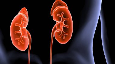 İnsan organı anatomisi 3D illüstrasyon