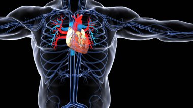 İnsan organı anatomisi 3D illüstrasyon