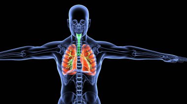 İnsan organı anatomisi 3D illüstrasyon