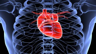 İnsan organı anatomisi 3D illüstrasyon