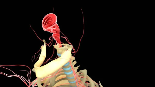 Anatomia Sistema Órgãos Humanos Ilustração — Fotografia de Stock