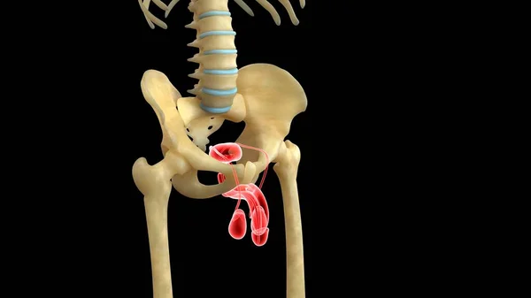 Sistema Órganos Humanos Anatomía Ilustración — Foto de Stock