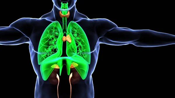 Nsan Organı Anatomisi Illüstrasyon — Stok fotoğraf