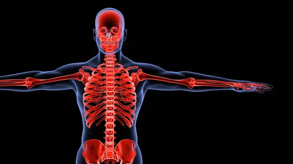 Sistema Órganos Humanos Anatomía Ilustración —  Fotos de Stock