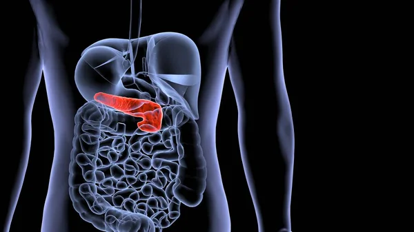 Menselijke Orgaansysteem Anatomie Illustratie — Stockfoto