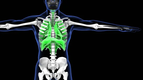 Anatomia Sistema Órgãos Humanos Ilustração — Fotografia de Stock