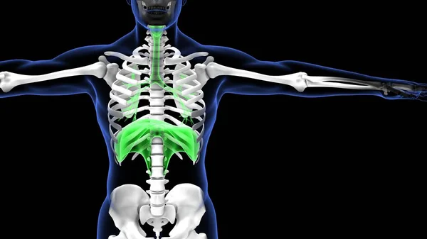 Sistema Órganos Humanos Anatomía Ilustración —  Fotos de Stock