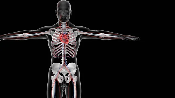 Sistema Órganos Humanos Anatomía Ilustración —  Fotos de Stock