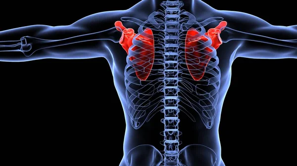 İnsan organı anatomisi 3D illüstrasyon