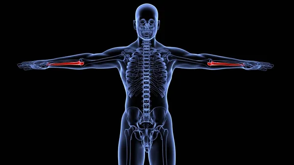 ヒトの臓器系の解剖学3Dイラスト ストック画像
