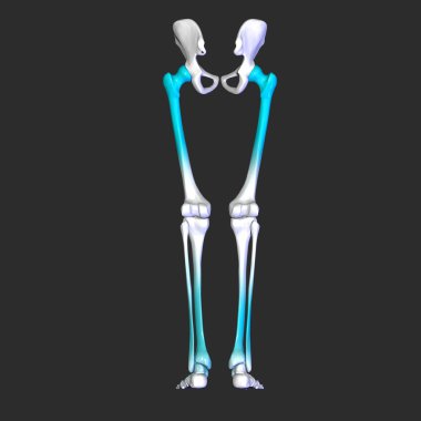 İskelet bacaklar