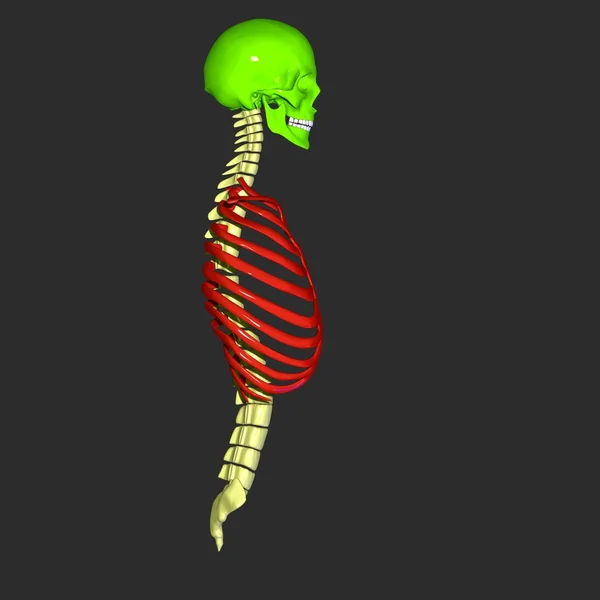 Skeleton — Stock Photo, Image