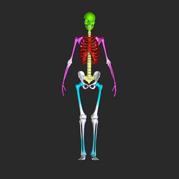 Skeleton — Stock Photo, Image