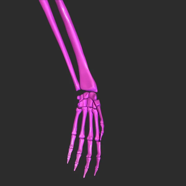 Hand Bones — Stock Photo, Image