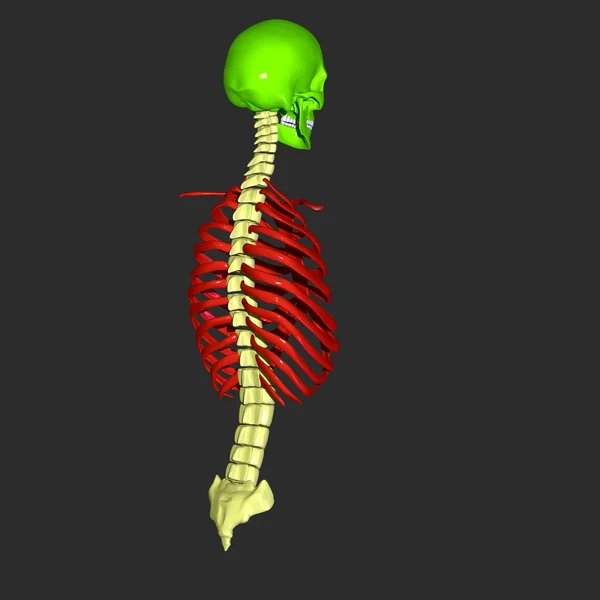 SKELETON สหรัฐอเมริกา — ภาพถ่ายสต็อก