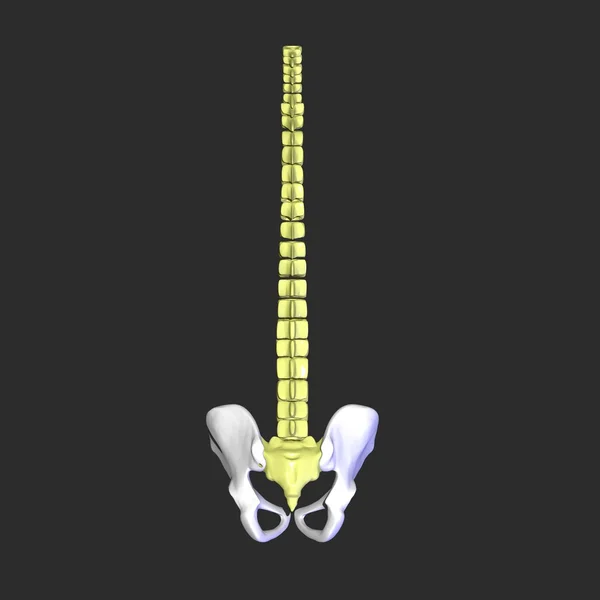 Pelvic hip — Stock Photo, Image