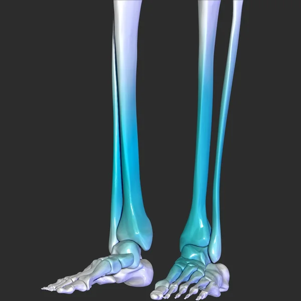 Skeleton Legs — Stock Photo, Image